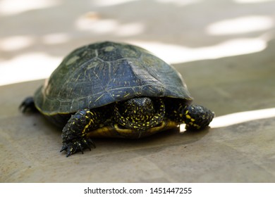 1,493 Yellow Spotted Turtle Images, Stock Photos & Vectors | Shutterstock