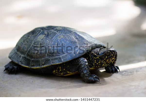 Closeup Black Yellow Spotted Turtle Stock Photo Edit Now 1451447231