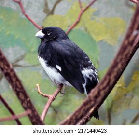 Close-up Black-and-white Bird Sits On A Branch. Sporophila Luctuosa From South America, Thraupidae