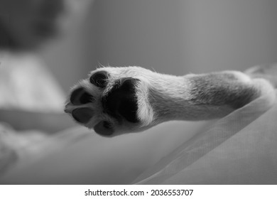 Close-up of a black-and-white photo of a dog's paw hanging lifelessly from a little girl's knees. Pet in the hospital