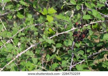 Closeup of blackberries on a wild bush. Seleceted focus.