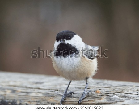 Closeup of a Black-capped Chickadee on a tree branch