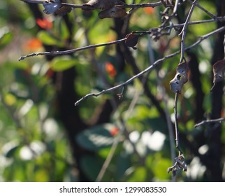 Closeup Of Blackened, Heat Damaged Leaves With Background Of New Green Growth In California Park Undergoing Natural Wildfire Recovery. Bokeh Effect.