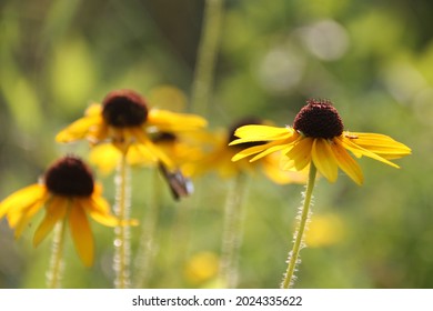 14,539 Yellow black eyed susan flowers Images, Stock Photos & Vectors ...