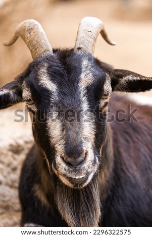 Close-up of a black-horned goat with a long beard