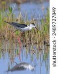 Closeup of a Black-necked stilt, Himantopus mexicanus, wader bird posing and foraging. 