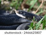 close-up of a blacksnake basking in the sun