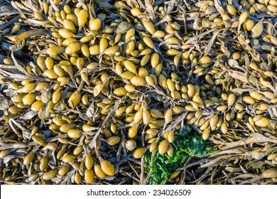 Closeup of Bladderwrack washed up on the beach at low tide on a sunny day.