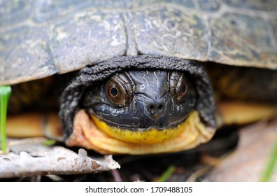 Closeup Of A Blandings Turtle.