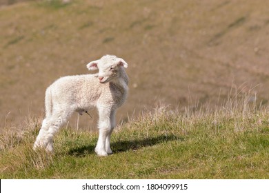 Lamb Bleating High Res Stock Images Shutterstock