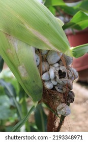 Closeup Of Blighted Mutant Corn 