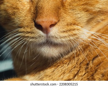 Close-up Of The Blond Cat's Muzzle And Whiskers On A White Cotton Cloth