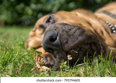 A Closeup Of A Bloodhound Nose