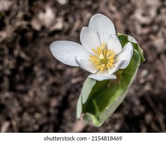 Closeup Of A Bloodroot Wildflower Plant Blooming In The Springtime Woods.