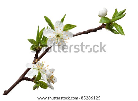 Closeup of blooming apple twig covered by water drops isolated on white