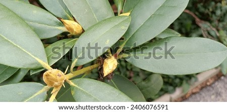 Closeup blooming bourgeon bud of rhododendron Winter October

