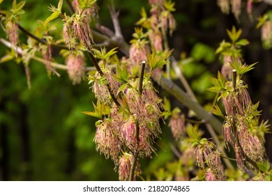 Closeup Blooming Branches Of Acer Negundo Or Ash-leaved Maple Tree. Spring Nature