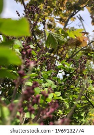 A Closeup Of A Blooming Bush, With A Maple Tree Sapling In The Background.