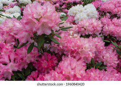 A Closeup Of Blooming Catawba Rhododendron Flowers