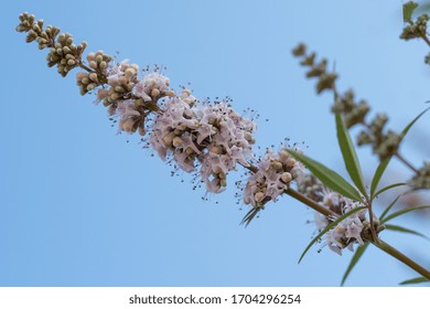 Closeup Of A Blooming Chaste Tree Branch.