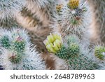 Close-up of a blooming cholla cactus with sharp white spines and a green-yellow flower at Cholla Cactus Garden, Joshua Tree National Park, California, USA