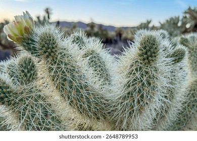 Close-up of a blooming cholla cactus with sharp white spines and a green-yellow flower at Cholla Cactus Garden, Joshua Tree National Park, California, USA