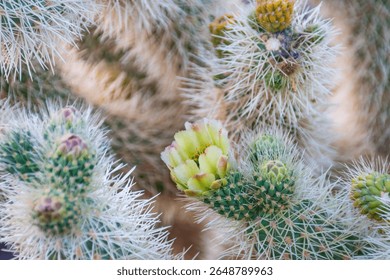 Close-up of a blooming cholla cactus with sharp white spines and a green-yellow flower at Cholla Cactus Garden, Joshua Tree National Park, California, USA