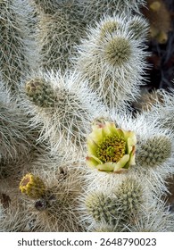 Close-up of a blooming cholla cactus with sharp white spines and a green-yellow flower at Cholla Cactus Garden, Joshua Tree National Park, California, USA