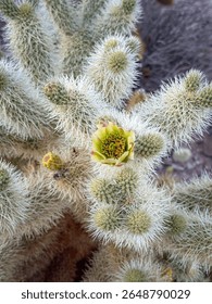 Close-up of a blooming cholla cactus with sharp white spines and a green-yellow flower at Cholla Cactus Garden, Joshua Tree National Park, California, USA