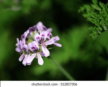 Closeup Of Blooming Citronella Geranium Plant.