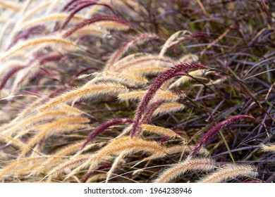 Close-up Blooming Colorful Foxtail Weed