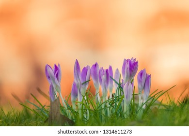 Close-up of blooming Crocus Flowers on a Meadow in Spring. View of Pink Crocuses in the light of the spring sun.  - Shutterstock ID 1314611273