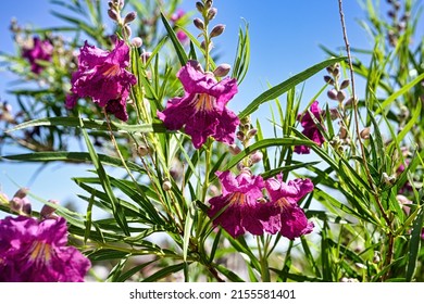 Closeup Of Blooming Desert Willow With Blue Sky