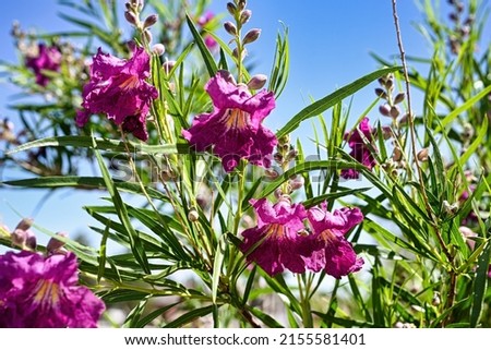 Closeup of blooming desert willow with blue sky