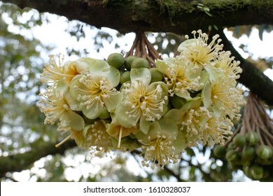 Close-up of blooming durian flowers in the orchard.