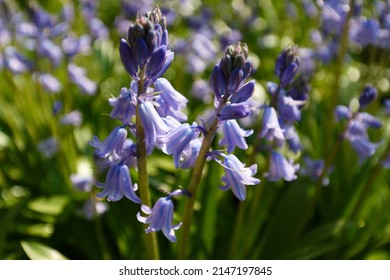 Close-up Of Blooming Endymion 'Sky Blue'