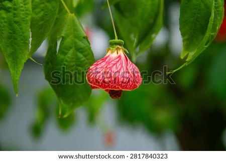 Close-up of a blooming flowering maple (Abutilon pictum) with delicate red veined petals hanging from a branch in Vietnam. Tropical ornamental flower photographed in natural light, perfect for botanical, gardening, and floral concepts.