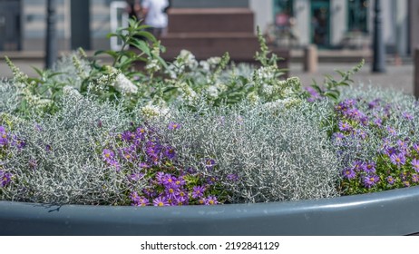 Close-up Of Blooming Flowers And Mixed Plants In Huge Flowerpot With Blurry Street Background.