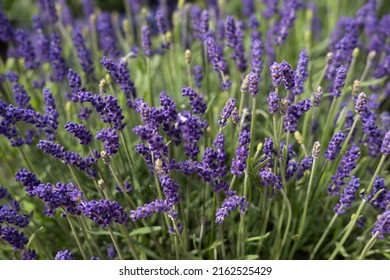 Nahaufnahme von blühenden und duftenden Lavendel-Blumen in einem Gartenbett. Schmale Feldtiefe, unscharfer Hintergrund. Hintergrundbild