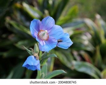 closeup of blooming Himalayan blue poppy in Longwood Gardens