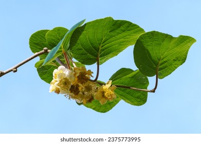 Close-up of blooming Kiwi (Actinidia chinensis or deliciosa).Flowers of kiwifruit or Chinese Gooseberry. Beautiful blossom on branches with leaves in Sochi park