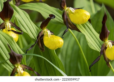 Closeup of blooming Lady's-slipper orchid in Estonian boreal forest during a summer evening	 - Shutterstock ID 2225059917