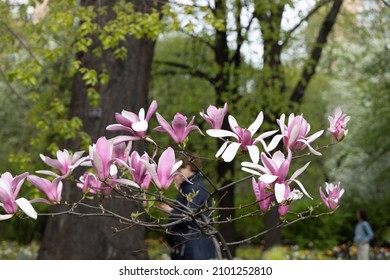 close-up blooming magnolia stellata bush pink