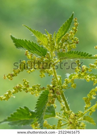 Similar – Image, Stock Photo Stinging nettle (Urtica dioica) in the morning light