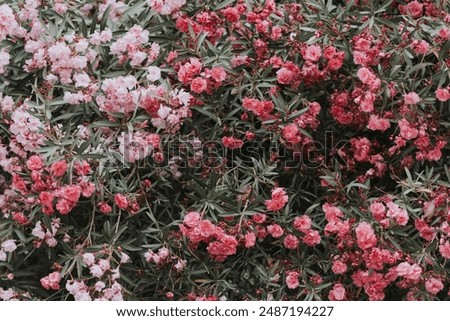 Image, Stock Photo Lush blooming oleander bush and a small dog nearby. Happy dog sits in front of vibrant pink flowering bush.