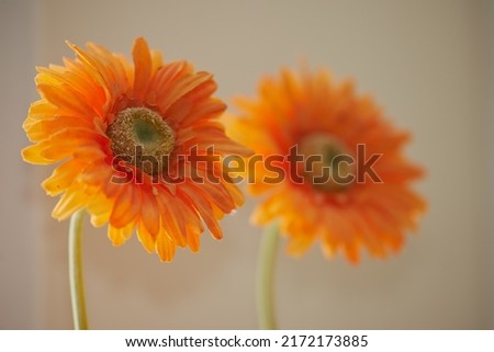 Closeup of blooming orange chrysanthemum flowers or spring flower against a blurred beige background. Detail of bright blooming daisy flowers representing happiness, joy, friendship, and warmth