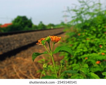 Close-up of blooming orange flowers with railroad tracks in the background on a sunny day. - Powered by Shutterstock