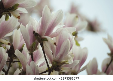 Close-up of a blooming pale pink magnolia on a blurred background. Magnolia Denudata Dan Xin