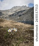 A close-up of blooming pasqueflowers (Pulsatilla alpina) in springtime, with a scenic mountain backdrop and alpine lake. Captured near the second Campagneda Lake in Valmalenco, Lombardy, Italy. 