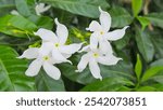 A closeup of blooming pinwheel flowers and buds with green leaves in the background. Tabernaemontana Divaricata, a blooming white flower. A bunch of white pinwheel jasmine flowers blooming on the tree